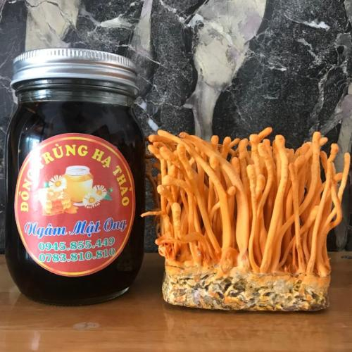  Đông Trùng Hạ Thảo Ngâm Mật Ong Có Tác Dụng Gì?