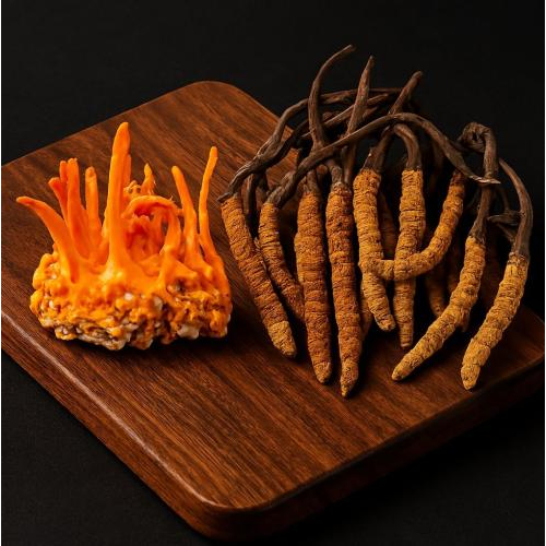 Giải Đáp Thắc Mắc Đông Trùng Hạ Thảo Là Thực Vật Hay Động Vật?