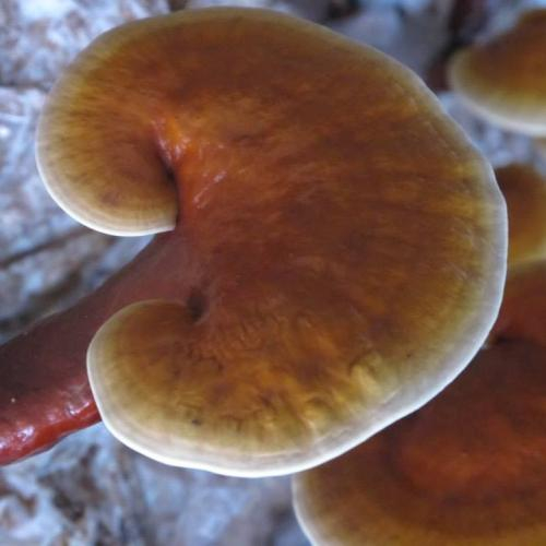 Cách Làm Đẹp Da Bằng Nấm Linh Chi Bạn Đã Biết Chưa?