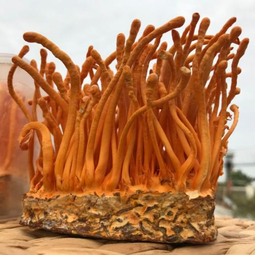 Đông Trùng Hạ Thảo Có Phải Là Thực Phẩm Chay Không?