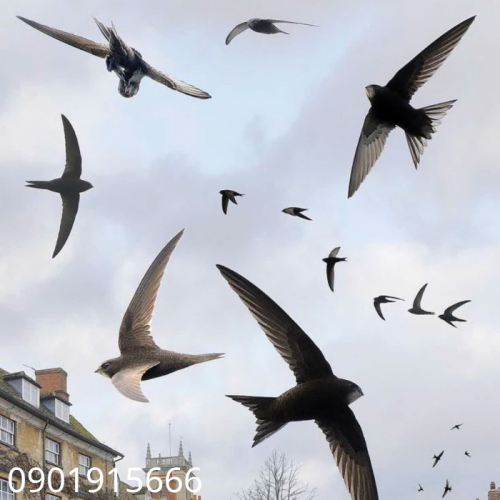 Tại Sao Nhà Yến Cần Sử Dụng Dung Dịch Tạo Mùi Đúng Cách?