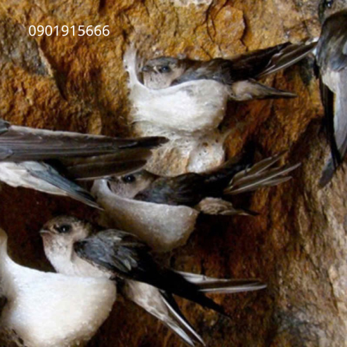 Dung Dịch Trị Mốc Gỗ Nhà Yến – Giải Pháp Bảo Vệ Môi Trường Sống Đàn Yến