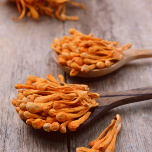 So Sánh Đông Trùng Hạ Thảo Việt Nam Và Tây Tạng