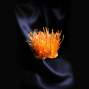 Phân Loại Đông Trùng Hạ Thảo: Tự Nhiên Và Nuôi Cấy Nhân Tạo