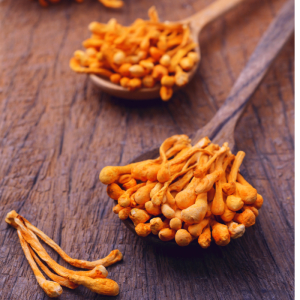 Các Nghiên Cứu Lâm Sàng Về Tác Dụng Thực Tế Của Đông Trùng Hạ Thảo