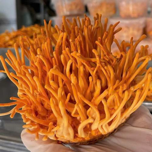 Đông Trùng Hạ Thảo: Sự Thật Về Nguồn Gốc, Hoạt Chất & Lợi Ích Cho Sức Khỏe