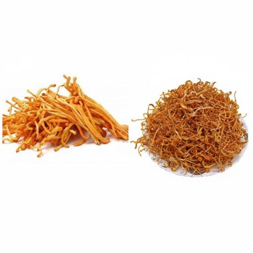 Nấm Đông Trùng Hạ Thảo Sấy Thăng Hoa Khác Gì Sấy Thường? Hiểu Đúng Để Chọn Đúng