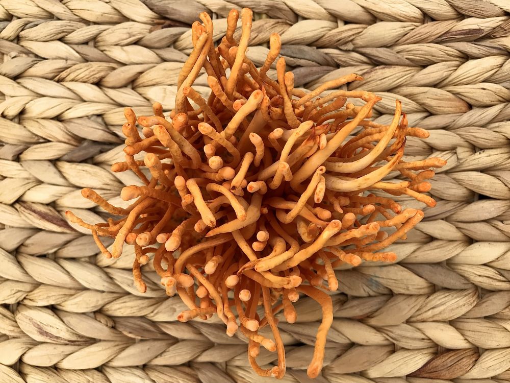 Lưu ý đối tượng không nên sử dụng đông trùng hạ thảo