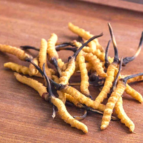 Tìm Hiểu Đông Trùng Hạ Thảo – Quá Trình Nuôi Trồng Và Thu Thập