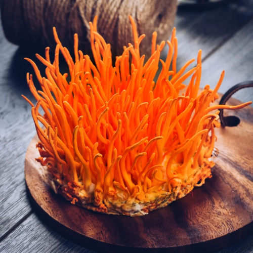 Mẹo Giữ Nguyên Dưỡng Chất Khi Chế Biến Đông Trùng Hạ Thảo