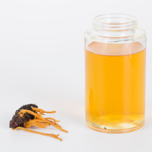 Các Dạng Đông Trùng Hạ Thảo Phổ Biến Trên Thị Trường