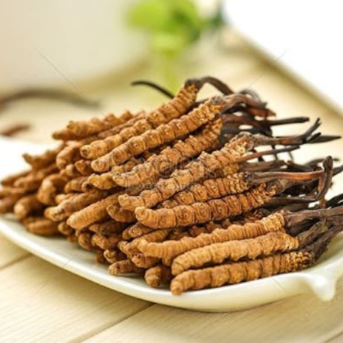 Có Nên Sư Dụng Đông Trùng Hạ Thảo Thường Xuyên