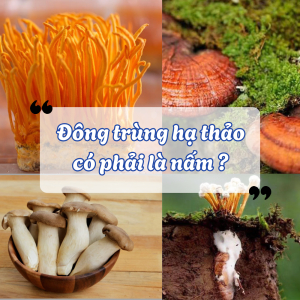 Đông Trùng Hạ Thảo Có Phải Là Nấm?