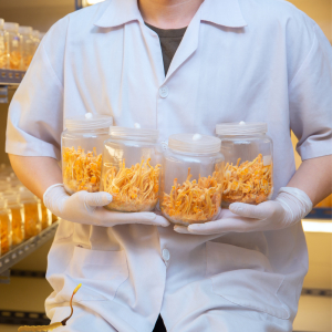 Phương Tây Nói Gì Về Đông Trùng Hạ Thảo?