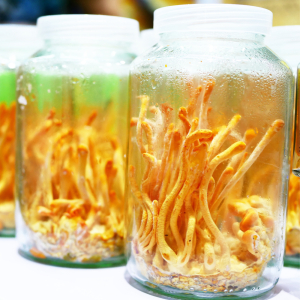 Phương Pháp Nuôi Cấy Đông Trùng Hạ Thảo Tại Việt Nam