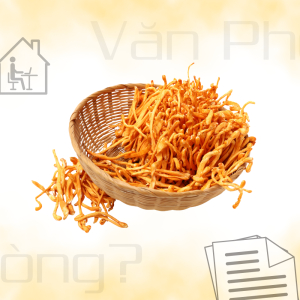 Đông Trùng Hạ Thảo – “Bảo Bối” Của Người Làm Việc Văn Phòng