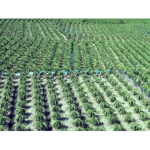 Công ty Cổ Phần Rau Quả Thực Phẩm An Giang