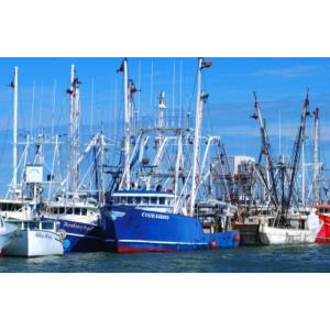 Công Ty Cổ Phần Thủy Sản Tâm Phương Nam