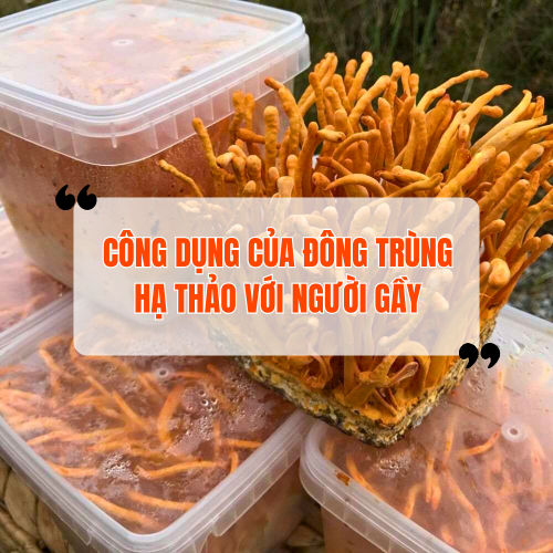 Công dụng của đông trùng hạ thảo với người gầy