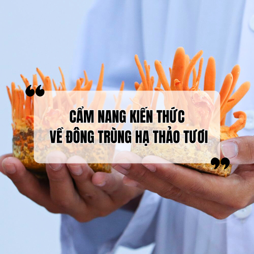 Cẩm nang kiến thức về đông trùng hạ thảo tươi