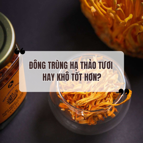 Nấm đông trùng hạ thảo tươi và khô loại nào tốt hơn?