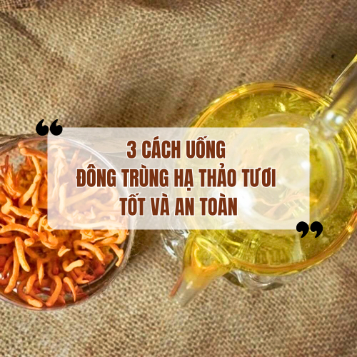 3 cách uống đông trùng hạ thảo tươi tốt và an toàn nhất hiện nay