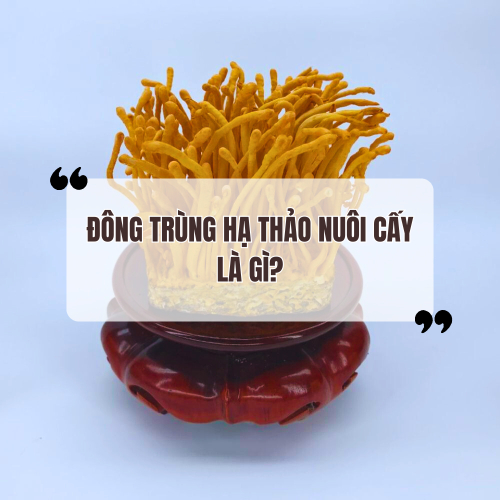 Đông trùng hạ thảo nuôi cấy là gì? Có tốt không?