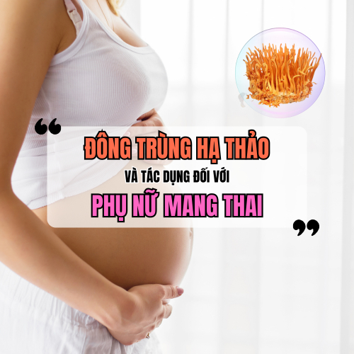 Đông Trùng Hạ Thảo Và Tác Dụng Đối Với Phụ Nữ Mang Thai
